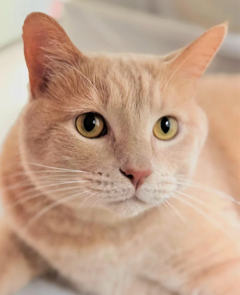 An adult medium-sized male Domestic Short Hair cat named Sushi for adoption in Iowa City, IA