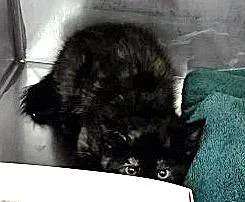 A baby small-sized female Domestic Short Hair cat named Sydney Sweeney for adoption in Fishers, IN