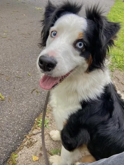 Maverick