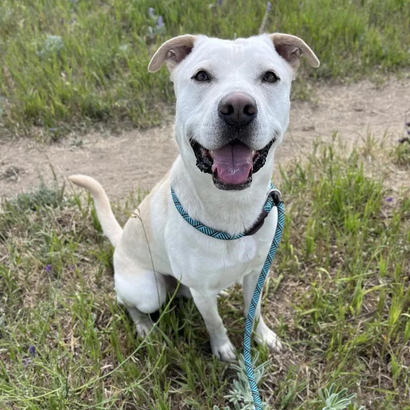 An adult medium-sized male White / Cream Mixed Breed dog named Wizard for adoption in Spokane, WA