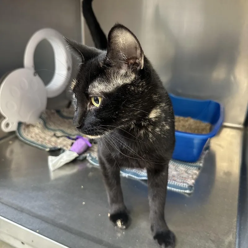 An adult small-sized female Tortoiseshell Domestic Short Hair cat named Salem for adoption in Chippewa Falls, WI