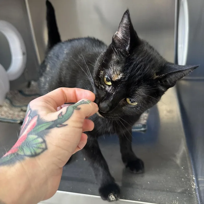 Salem thumbnail 3