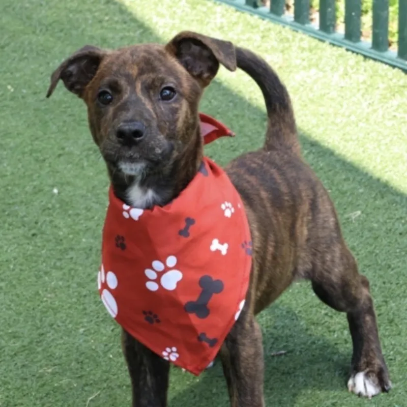 A baby small-sized male Brindle Mixed Breed dog named Geo for adoption in Springboro, OH