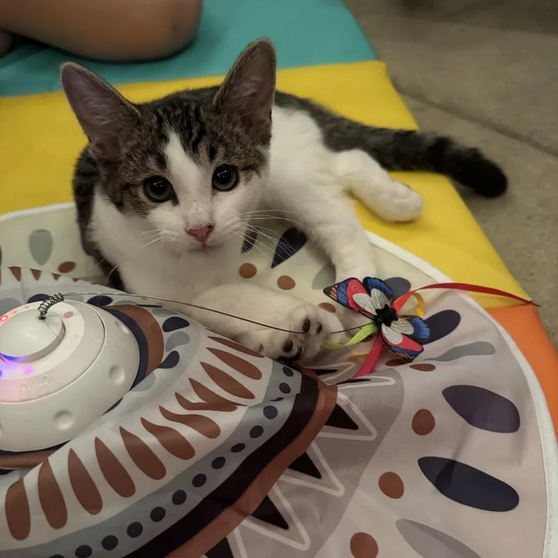 A baby small-sized male Brown / Chocolate Domestic Short Hair cat named Lieutenant Louis Provenza for adoption in Mount Laurel, NJ