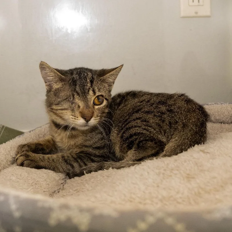 A baby medium-sized male American Shorthair cat named Nick Furry for adoption in Pawling, NY