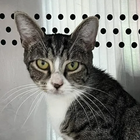 A young medium-sized female Brown / Chocolate Domestic Short Hair cat named Smokey for adoption in Baltimore, MD