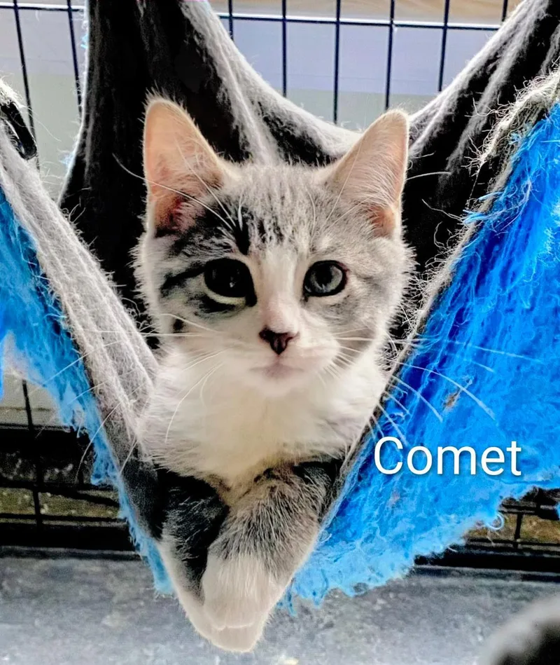 Comet