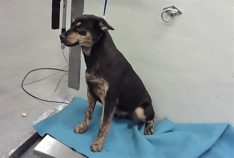 A young medium-sized female German Shepherd Dog dog named Penny for adoption in Houston, TX