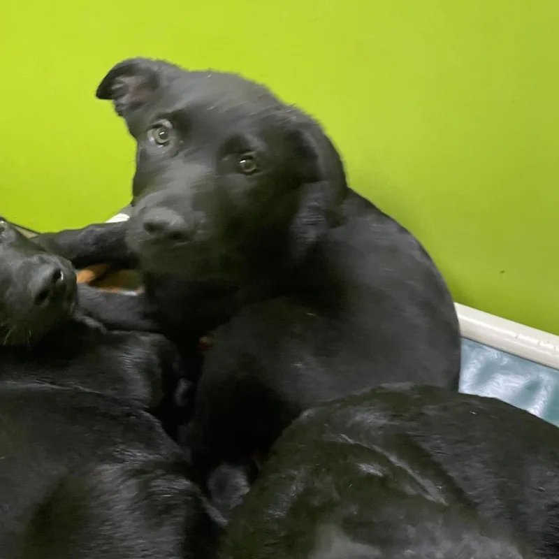 A baby medium-sized male Black Labrador Retriever dog named Duke McSnuffles for adoption in Spokane, WA