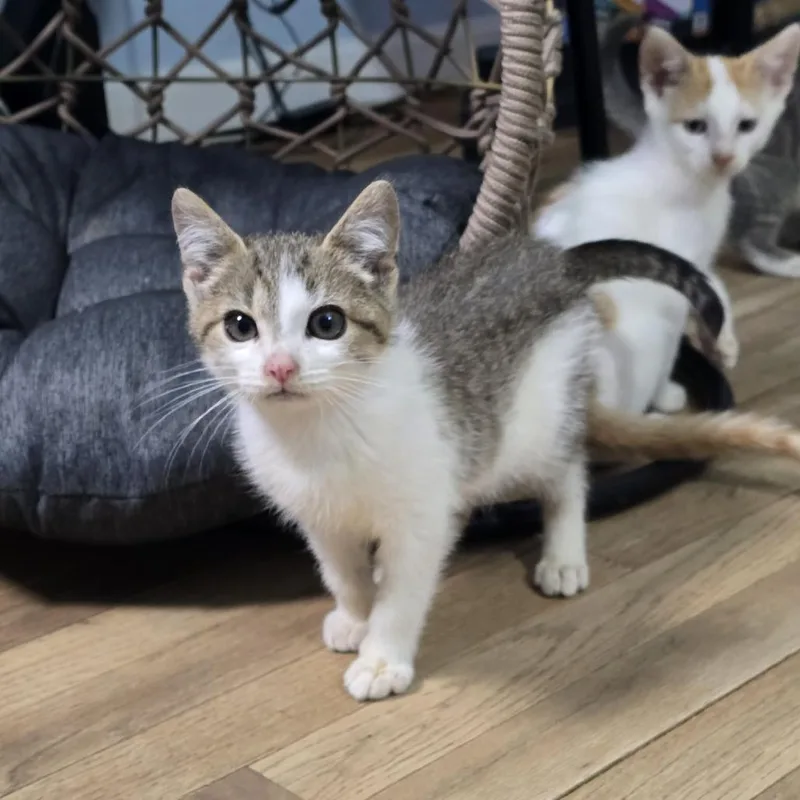 A baby small-sized male Brown / Chocolate Domestic Short Hair cat named Stink Bug for adoption in Jarrettsville, MD