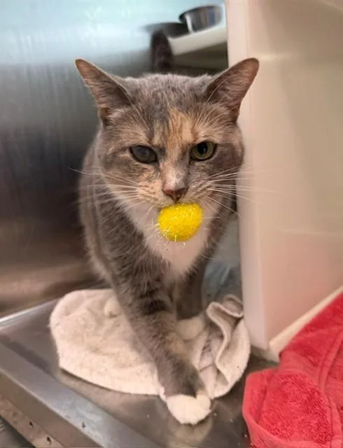 An adult large-sized female Domestic Short Hair cat named Tilly for adoption in Brighton, CO