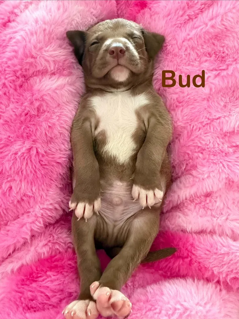 Bud thumbnail 2