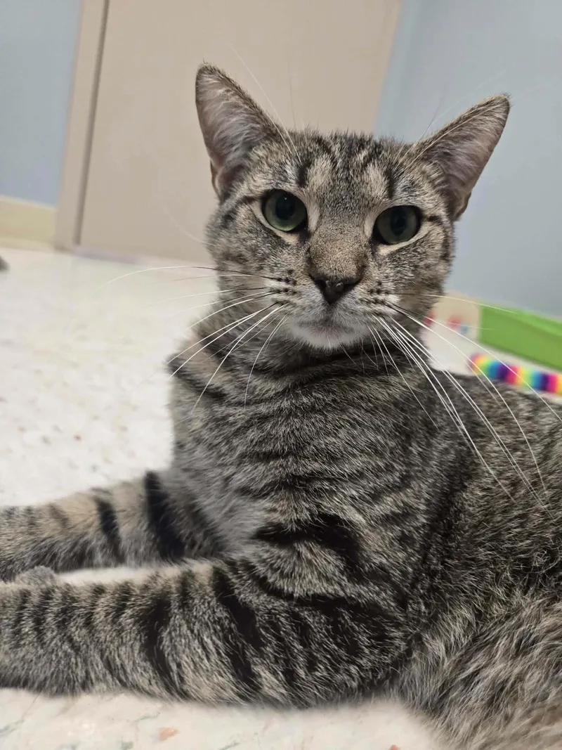 An adult medium-sized male Tabby (Brown / Chocolate) Domestic Short Hair cat named Cinna for adoption in Chambersburg, PA