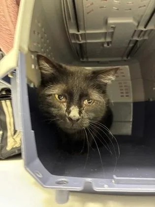 An adult medium-sized male Black Domestic Short Hair cat named Turner for adoption in Kansas City, MO