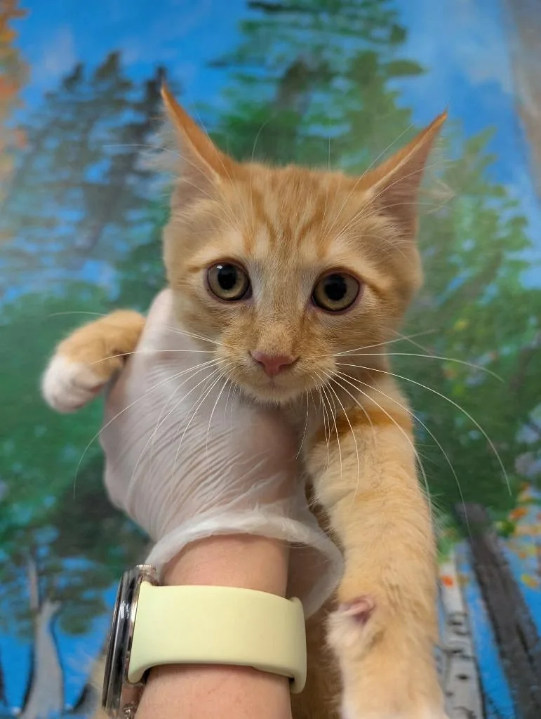 A baby medium-sized female Domestic Short Hair cat named Rosaline for adoption in New Braunfels, TX