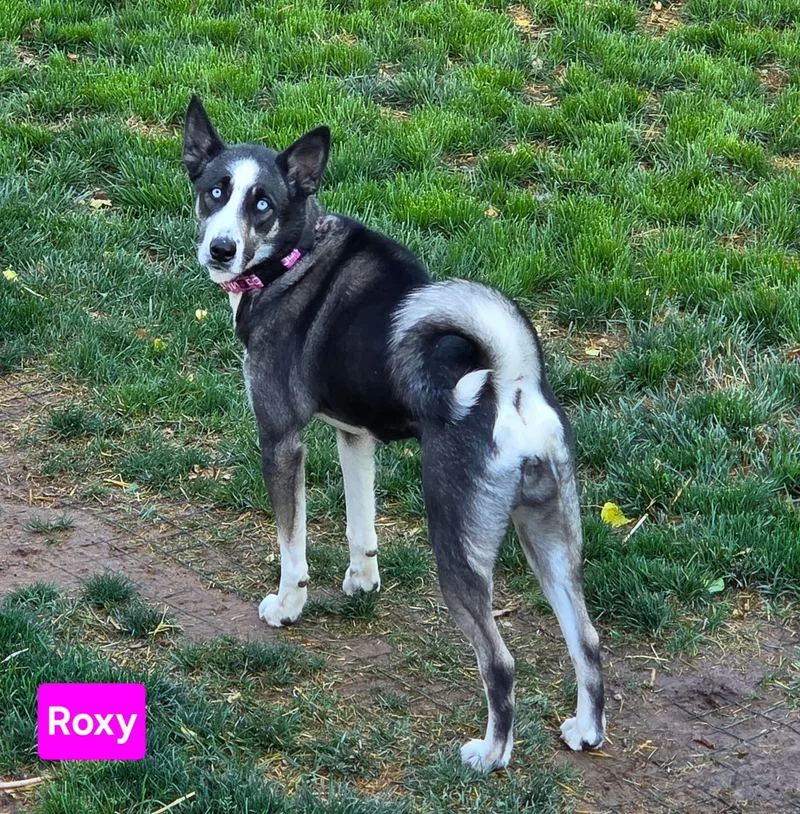 Roxy thumbnail 4