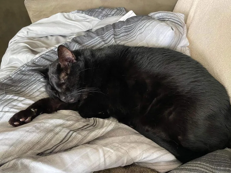 A senior medium-sized male Domestic Short Hair cat named Rasta for adoption in Oxford, MS