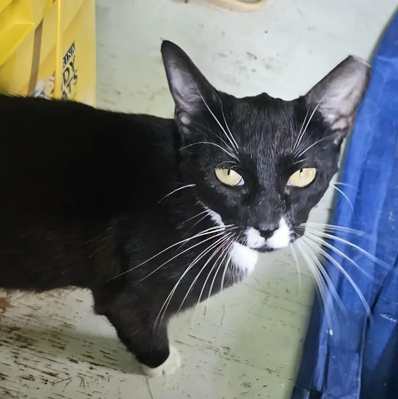 A young medium-sized female Black & White / Tuxedo Domestic Short Hair cat named Honey for adoption in Fairborn, OH