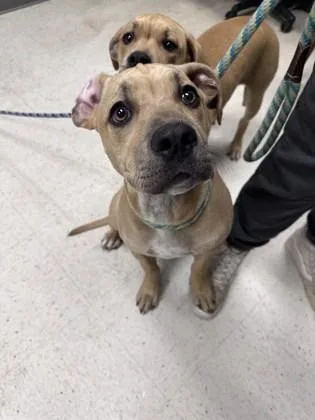 Rolo Rex thumbnail 2