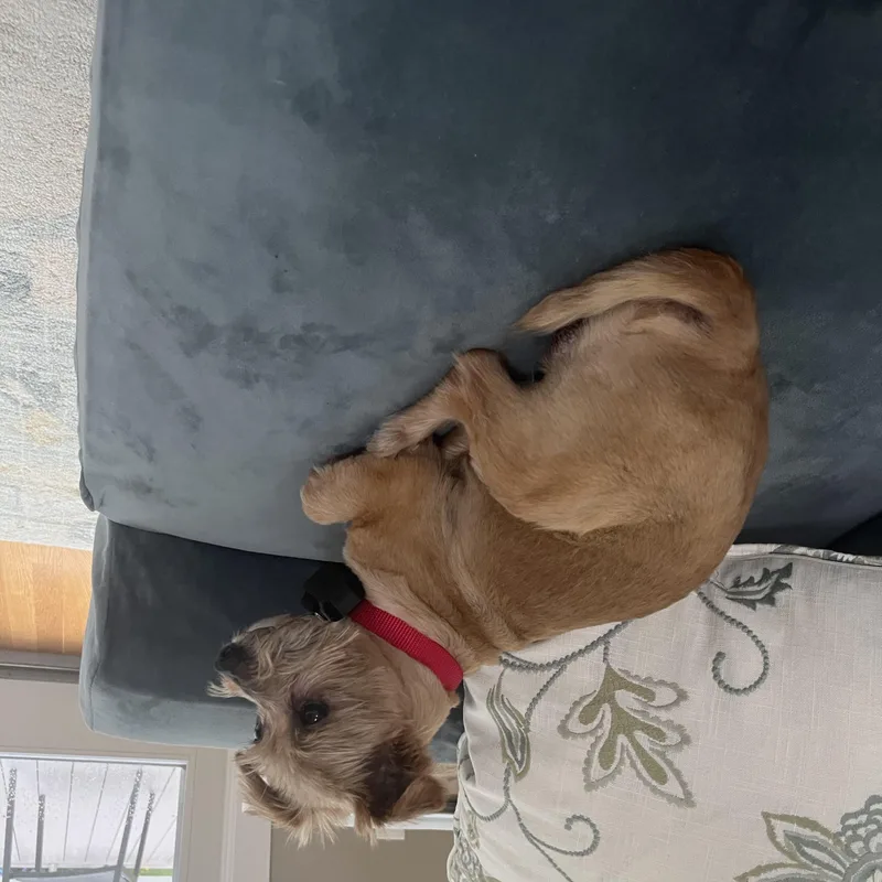 An adult small-sized male Yellow / Tan / Blond / Fawn Shih Tzu dog named Sprinkles Donut Local for adoption in Andover, MA