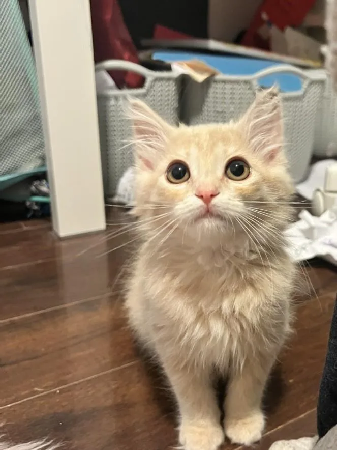 A baby small-sized female Domestic Medium Hair cat named Garfiled for adoption in Burbank, CA