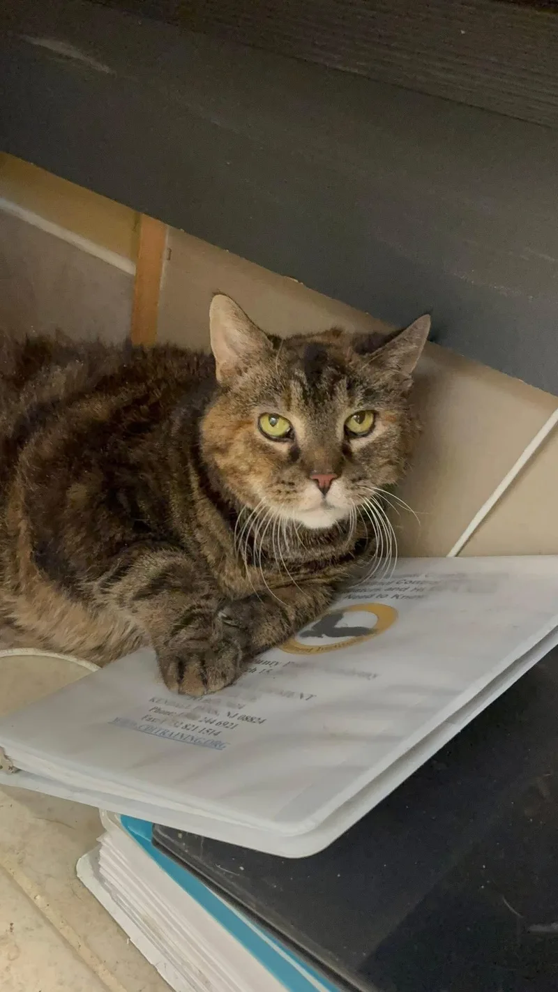 A senior extra large-sized female Tabby (Brown / Chocolate) Domestic Short Hair cat named Marley for adoption in Vernon, NJ