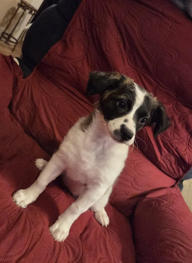 A baby small-sized female Pug dog named Bessie for adoption in Oakdale, CA