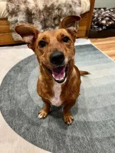 An adult small-sized male Dachshund dog named Fifa for adoption in Palatine, IL