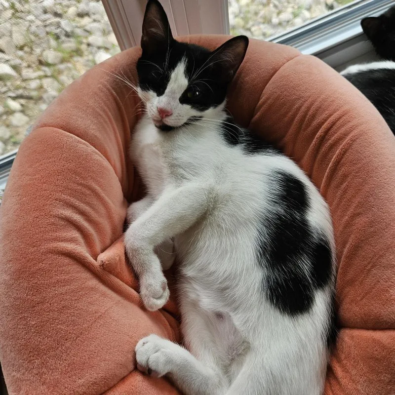 A baby small-sized female Black Domestic Short Hair cat named Janey for adoption in Traverse City, MI