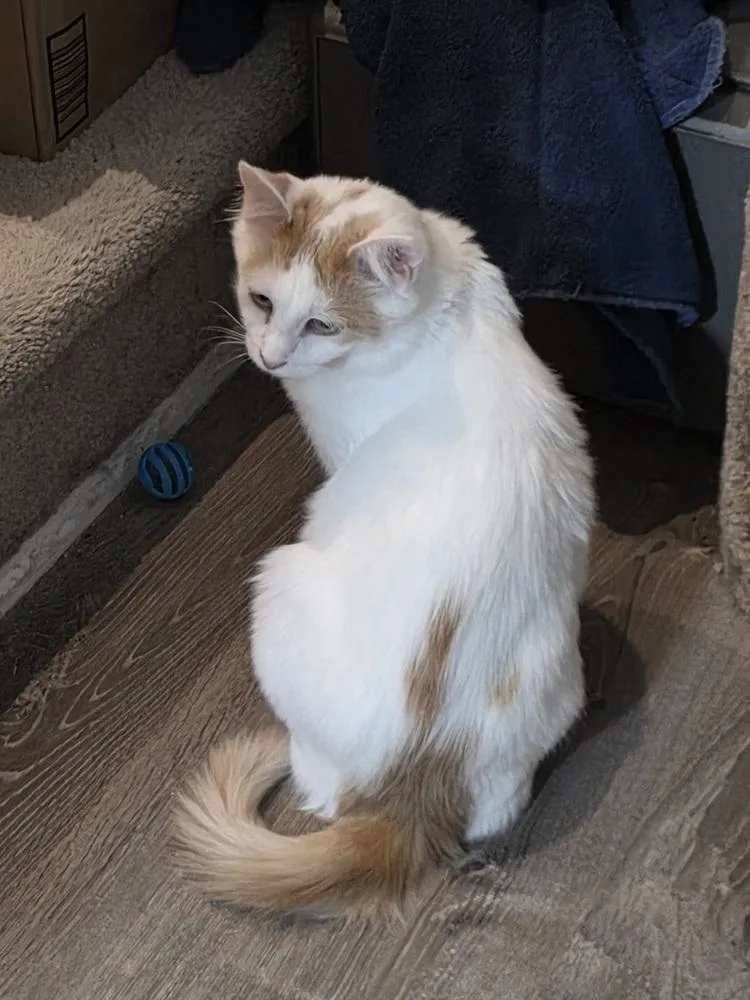 An adult medium-sized female Orange & White Turkish Van cat named Cleocatra for adoption in Cary, NC