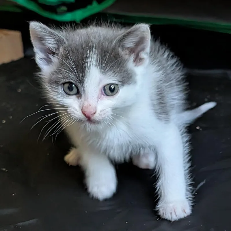 A baby small-sized male White Domestic Short Hair cat named Darcy for adoption in Springfield, IL