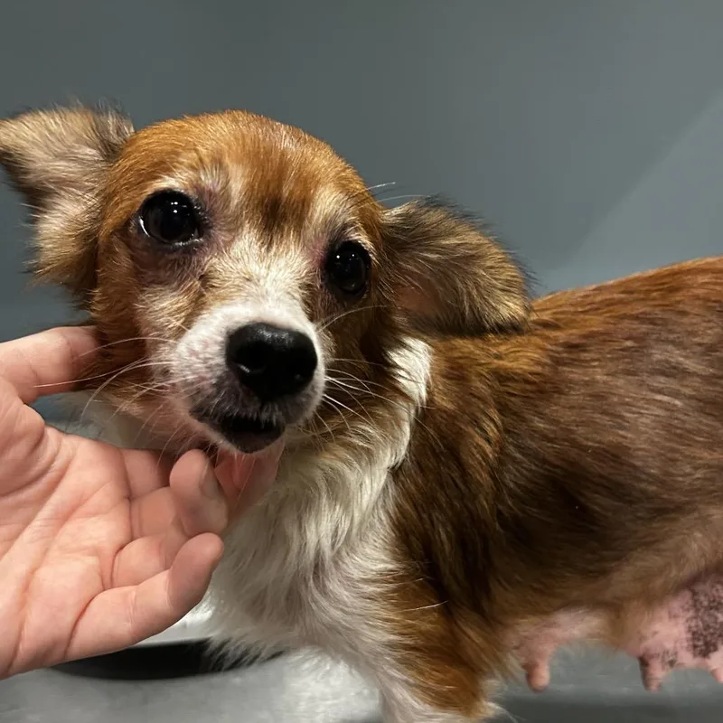 A senior small-sized female Red / Chestnut / Orange Mixed Breed dog named Maple for adoption in Chattanooga, TN