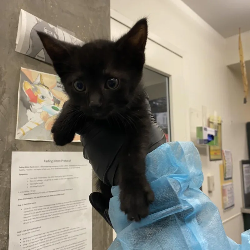 A baby small-sized female Black Domestic Short Hair cat named Coral for adoption in Los Angeles, CA