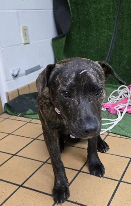 An adult medium-sized female Terrier dog named Nova for adoption in Gainesville, FL