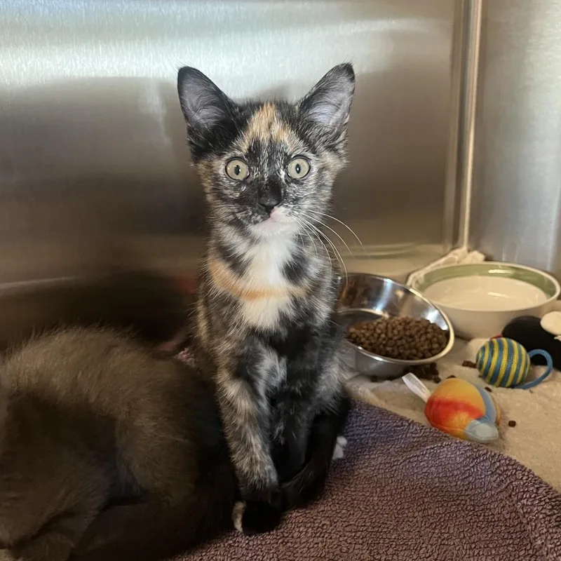A baby small-sized female White Domestic Short Hair cat named Wooley Bear for adoption in Hinsdale, IL