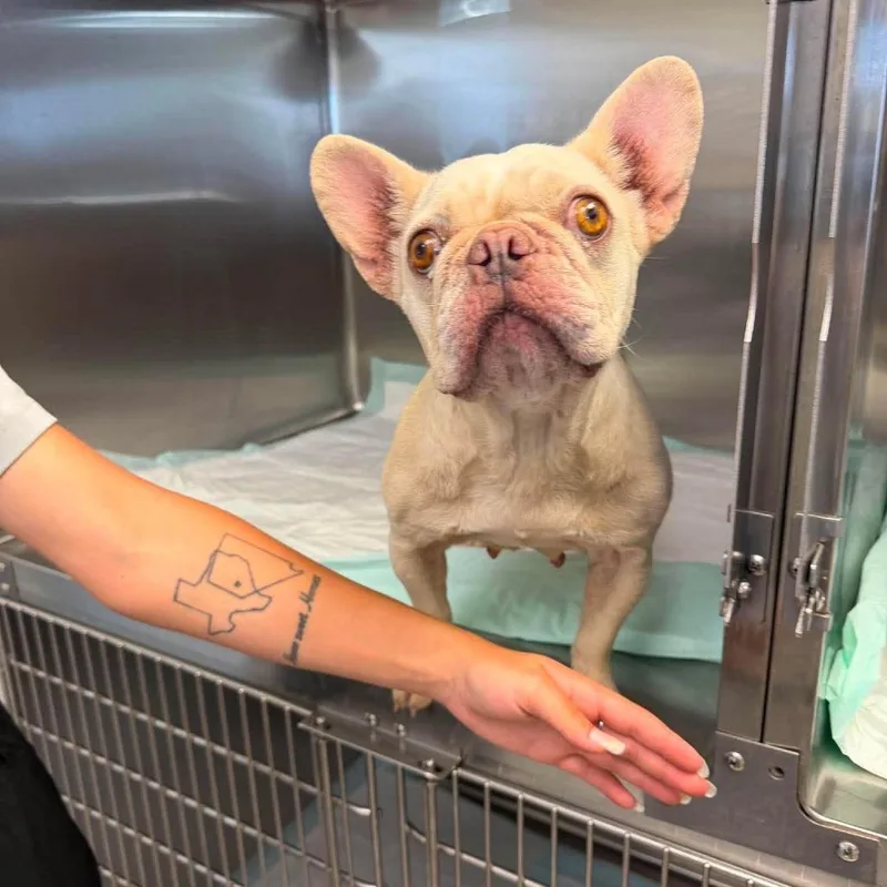 An adult small-sized female White / Cream French Bulldog dog named Trixie for adoption in Bastrop, TX