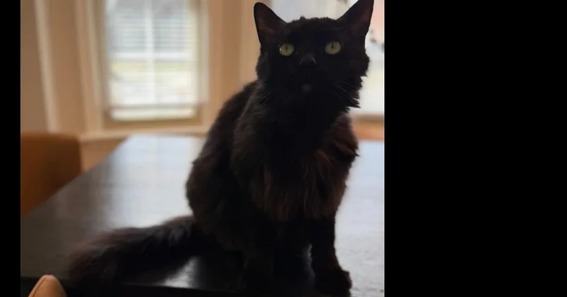 An adult medium-sized male Black Domestic Medium Hair cat named Radley for adoption in Ferndale, MI