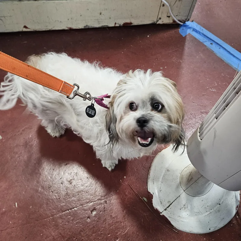 Gretta At Jefferson Feed thumbnail 2