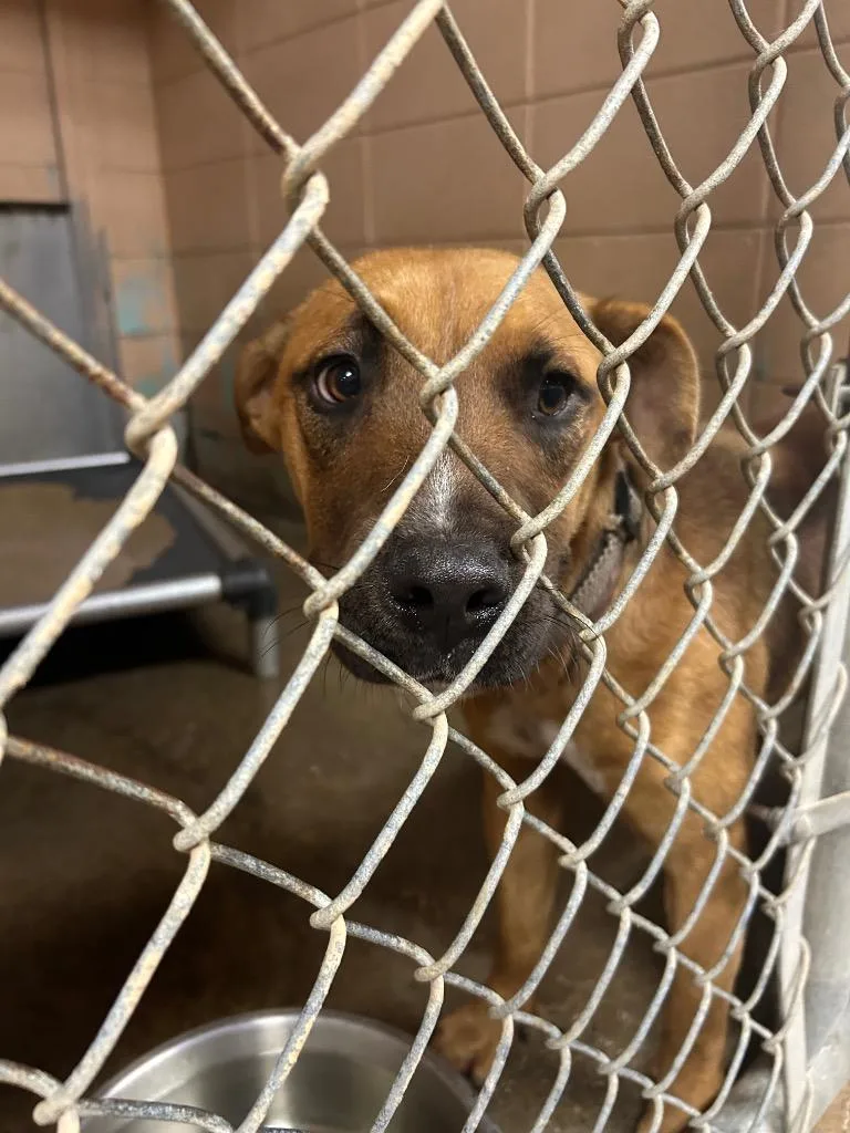 A young medium-sized male Pit Bull Terrier dog named Gonzalez for adoption in Gautier, MS