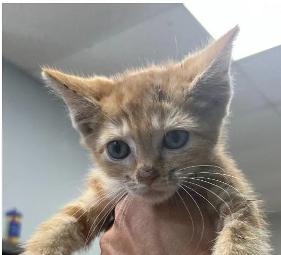 A baby small-sized female Domestic Short Hair cat named Chert for adoption in Lavonia, GA