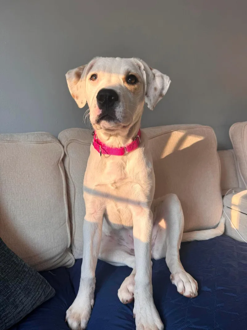 A baby medium-sized female Mixed Breed dog named Sally for adoption in Highland, NY