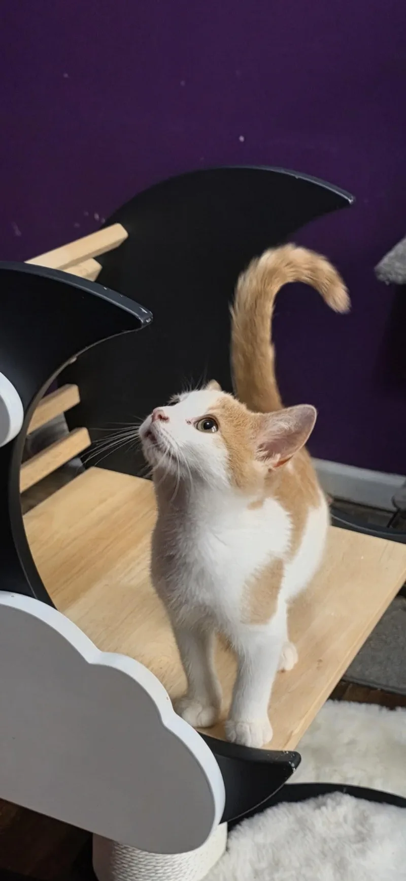 A baby small-sized male Buff & White Domestic Short Hair cat named Travis for adoption in Greensburg, PA