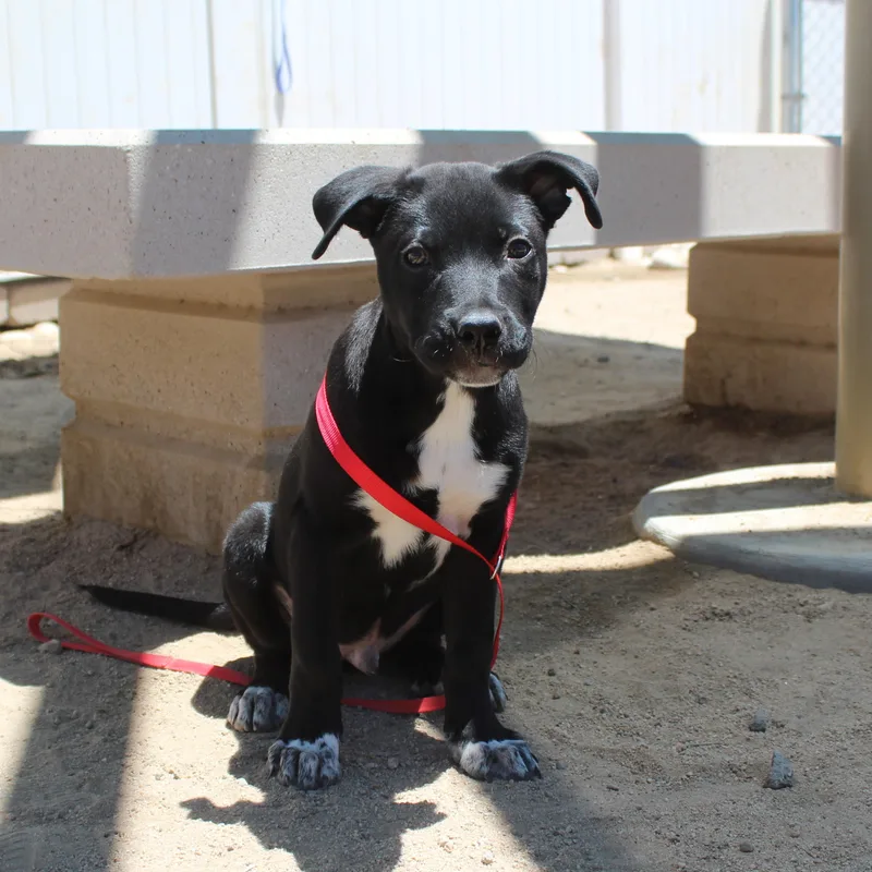 A baby large-sized male Black Labrador Retriever dog named Socks for adoption in Yucca Valley, CA