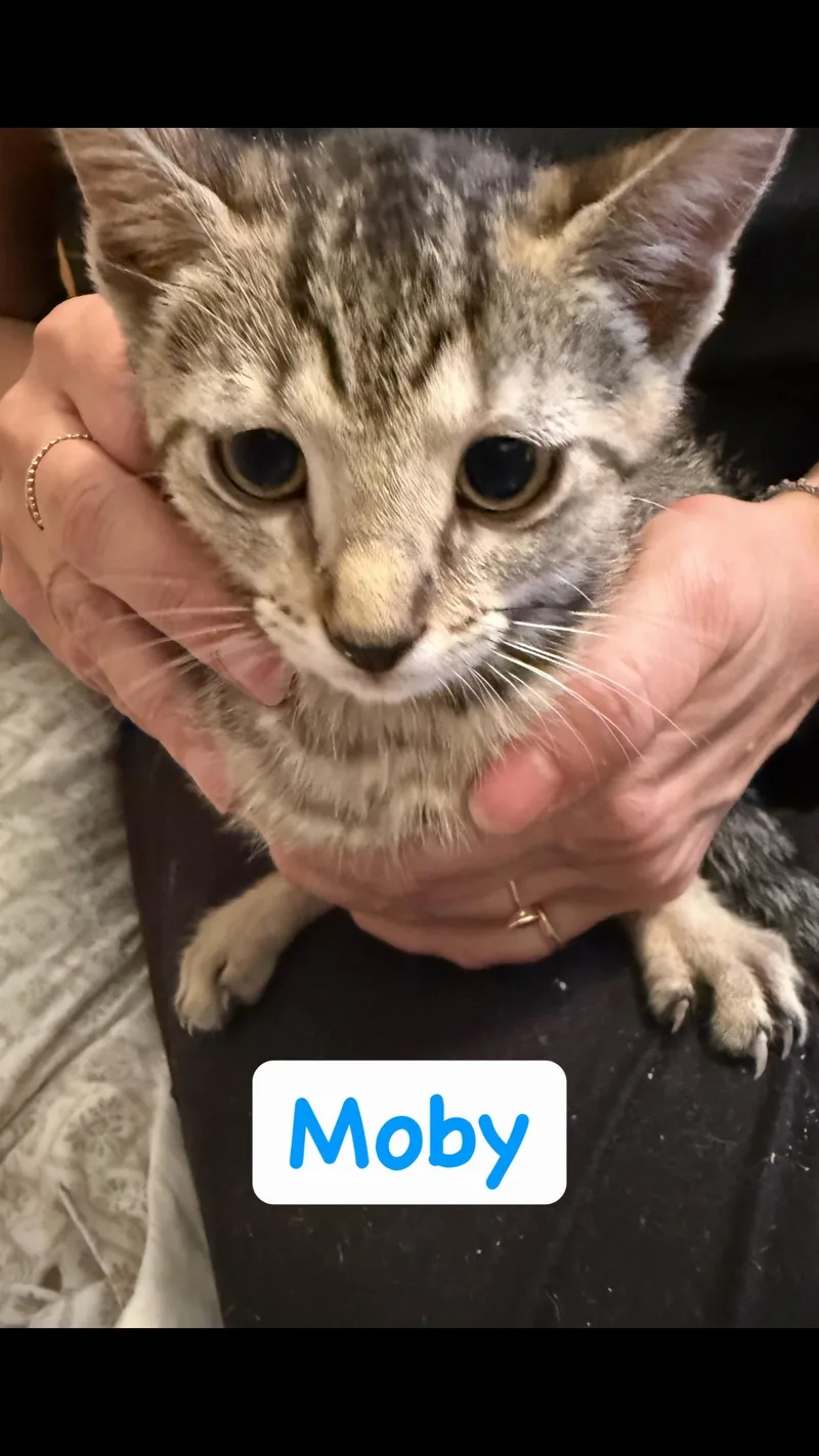 A baby small-sized male Tabby (Brown / Chocolate) Domestic Short Hair cat named Moby for adoption in Syosset, NY