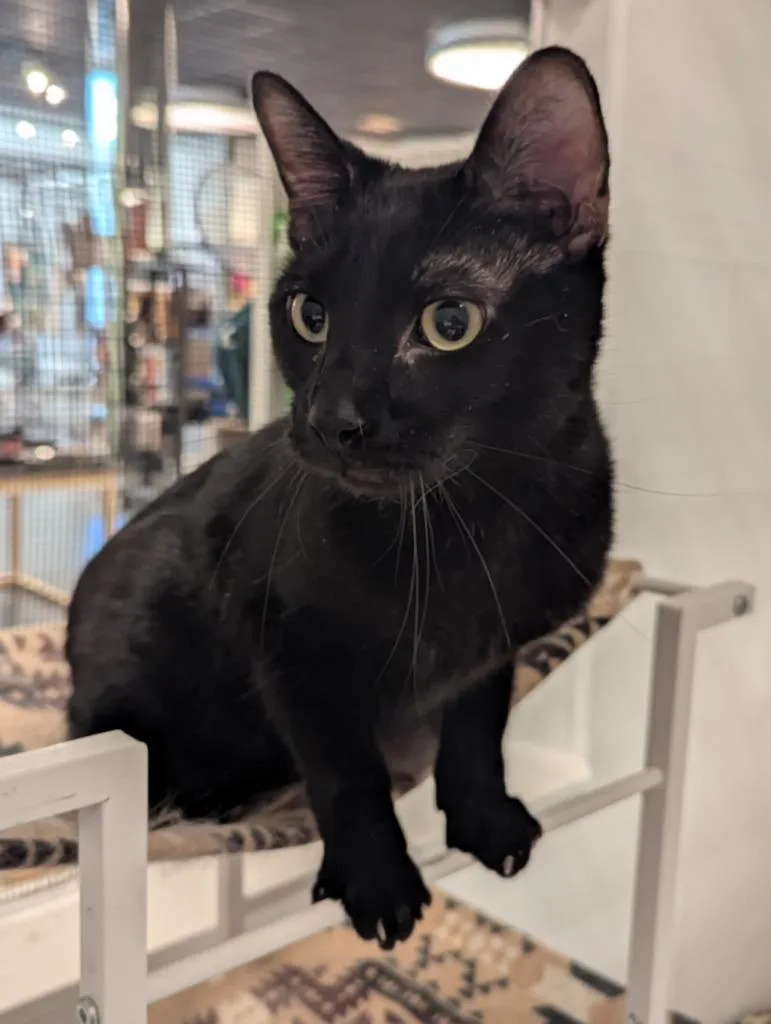 A young medium-sized male Domestic Short Hair cat named Fridge for adoption in St. Cloud, MN