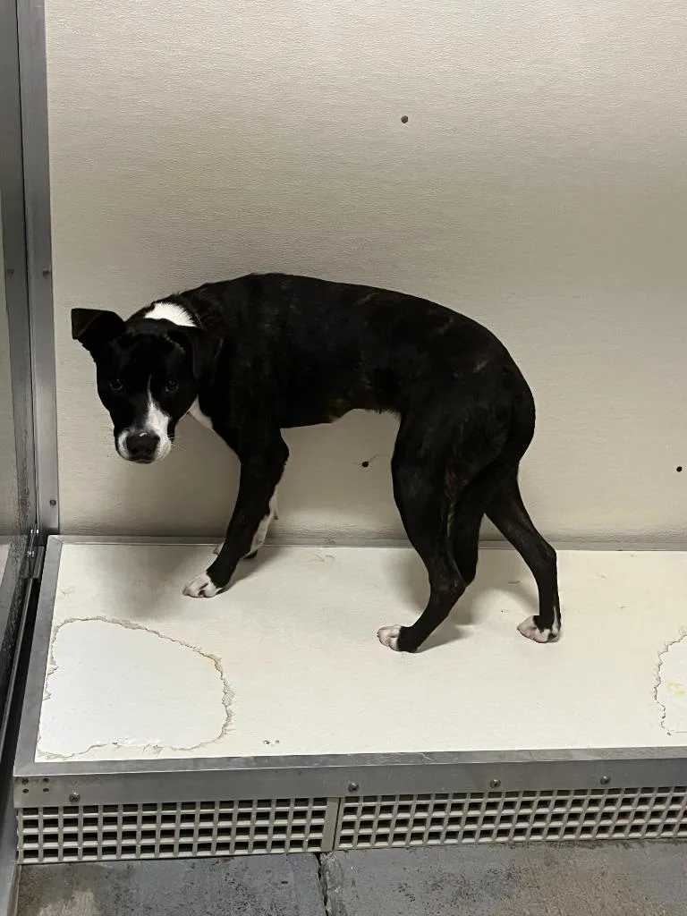 A young medium-sized male Mixed Breed dog named 🤬 TheodoreBite Risk for adoption in Greencastle, IN