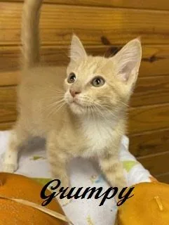 A baby medium-sized male Tabby (Buff / Tan / Fawn) Tabby cat named Grumpy for adoption in Southern Pines, NC