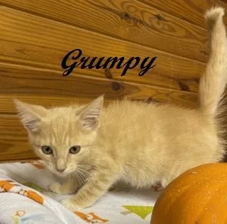 Grumpy thumbnail 2