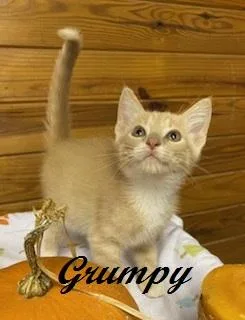 Grumpy thumbnail 3