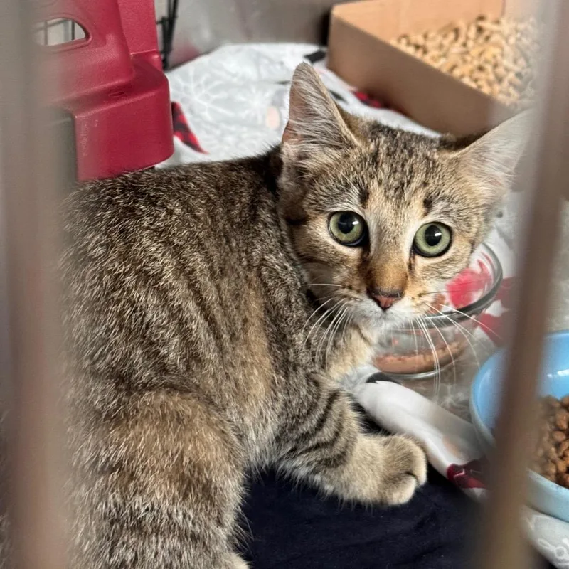A baby medium-sized female Brown / Chocolate Domestic Short Hair cat named Chaos for adoption in Lynchburg, VA